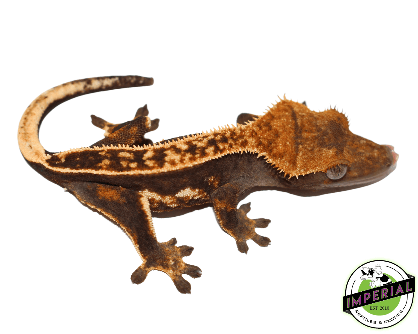 Ultra High End Crested Gecko Female (#32323-01) — image 2