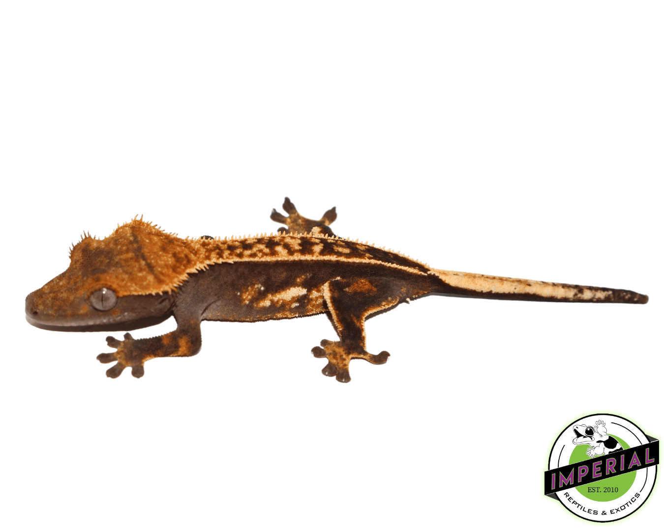 Ultra High End Crested Gecko Female (#32323-01)