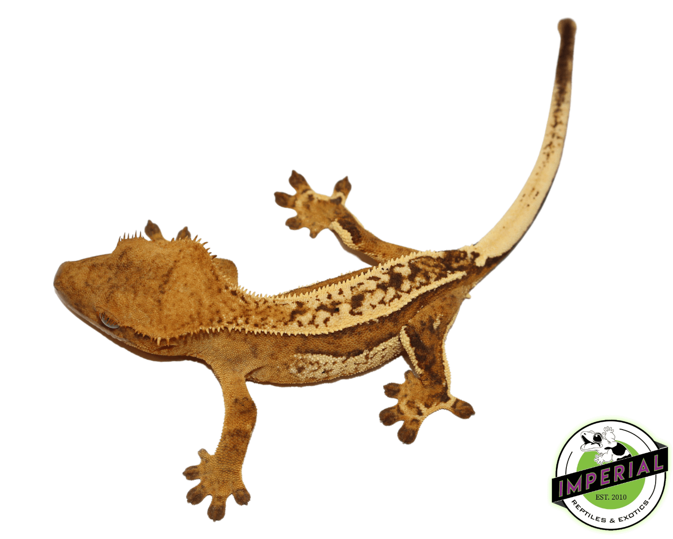 Ultra High End Crested Gecko Female (#32323-02) — image 2