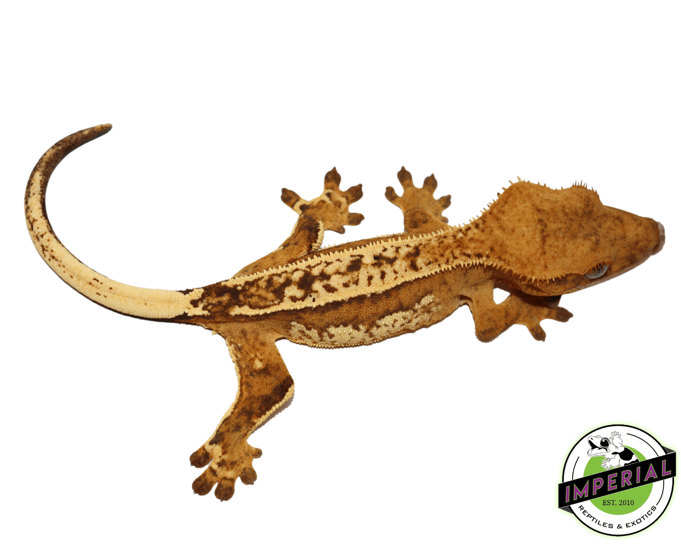 Ultra High End Crested Gecko Female (#32323-02)
