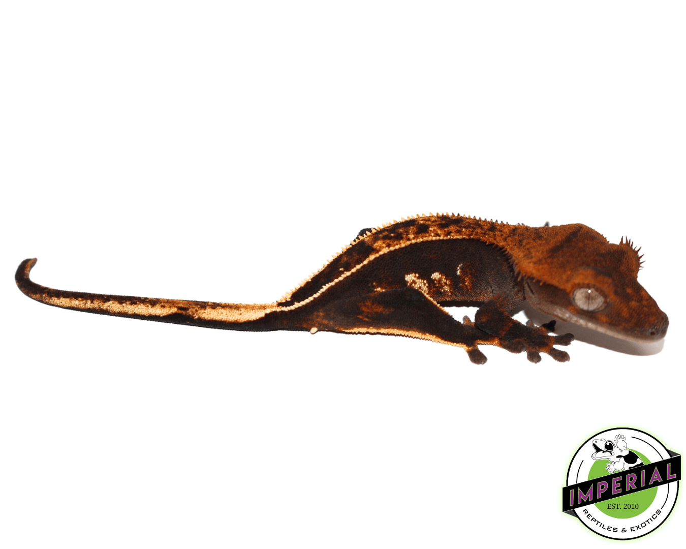 Ultra High End Crested Gecko Female (#32323-03) — image 2