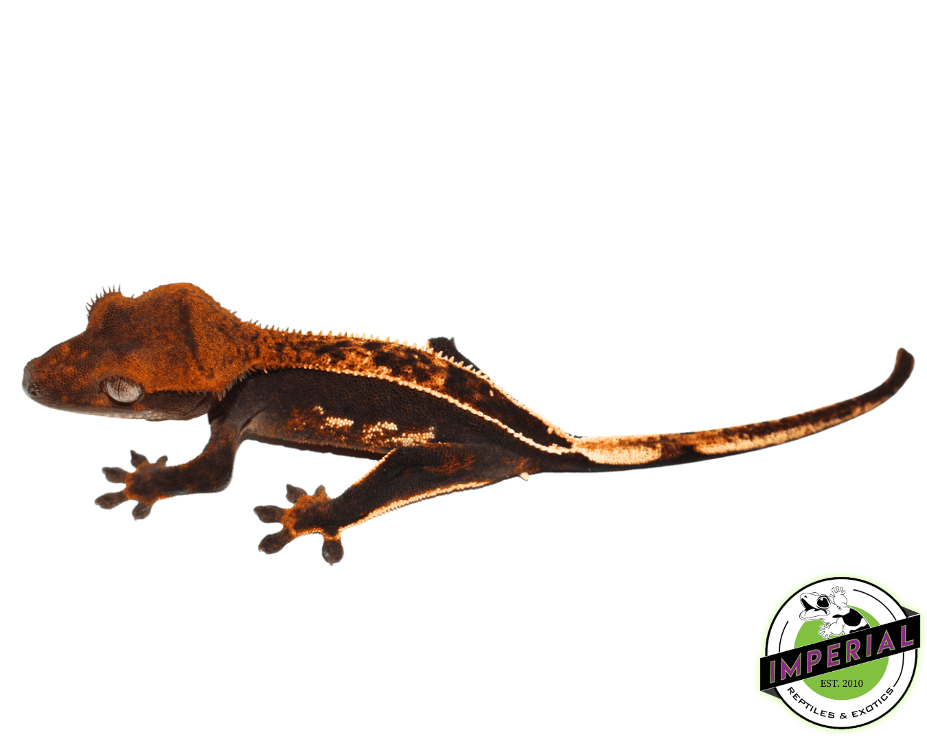 Ultra High End Crested Gecko Female (#32323-03)