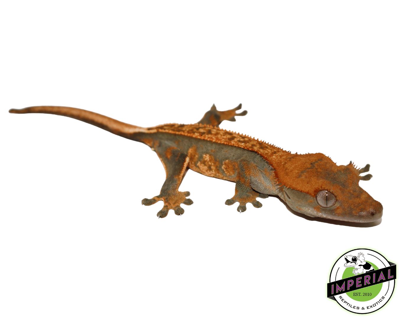 Ultra High End Crested Gecko Female (#32323-04) — image 2