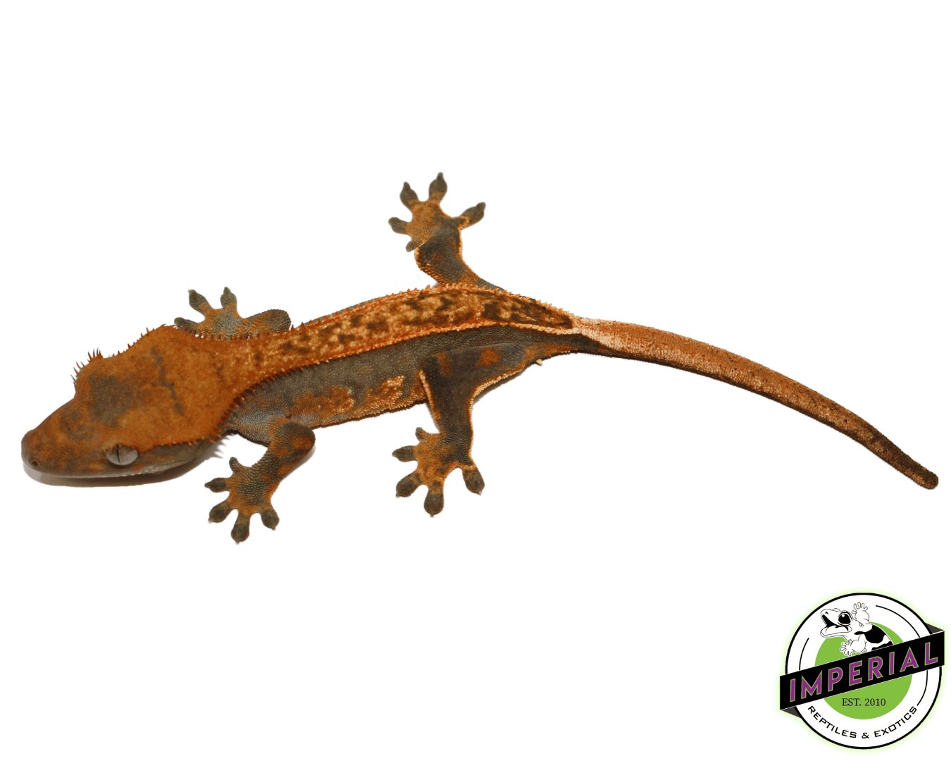 Ultra High End Crested Gecko Female (#32323-04)