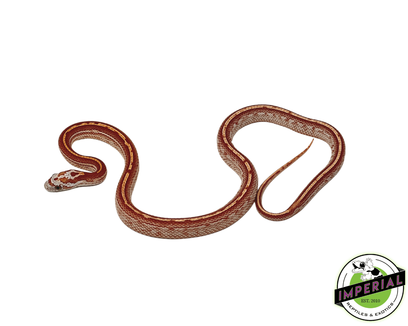 Ultra Tessera Corn Snake Male