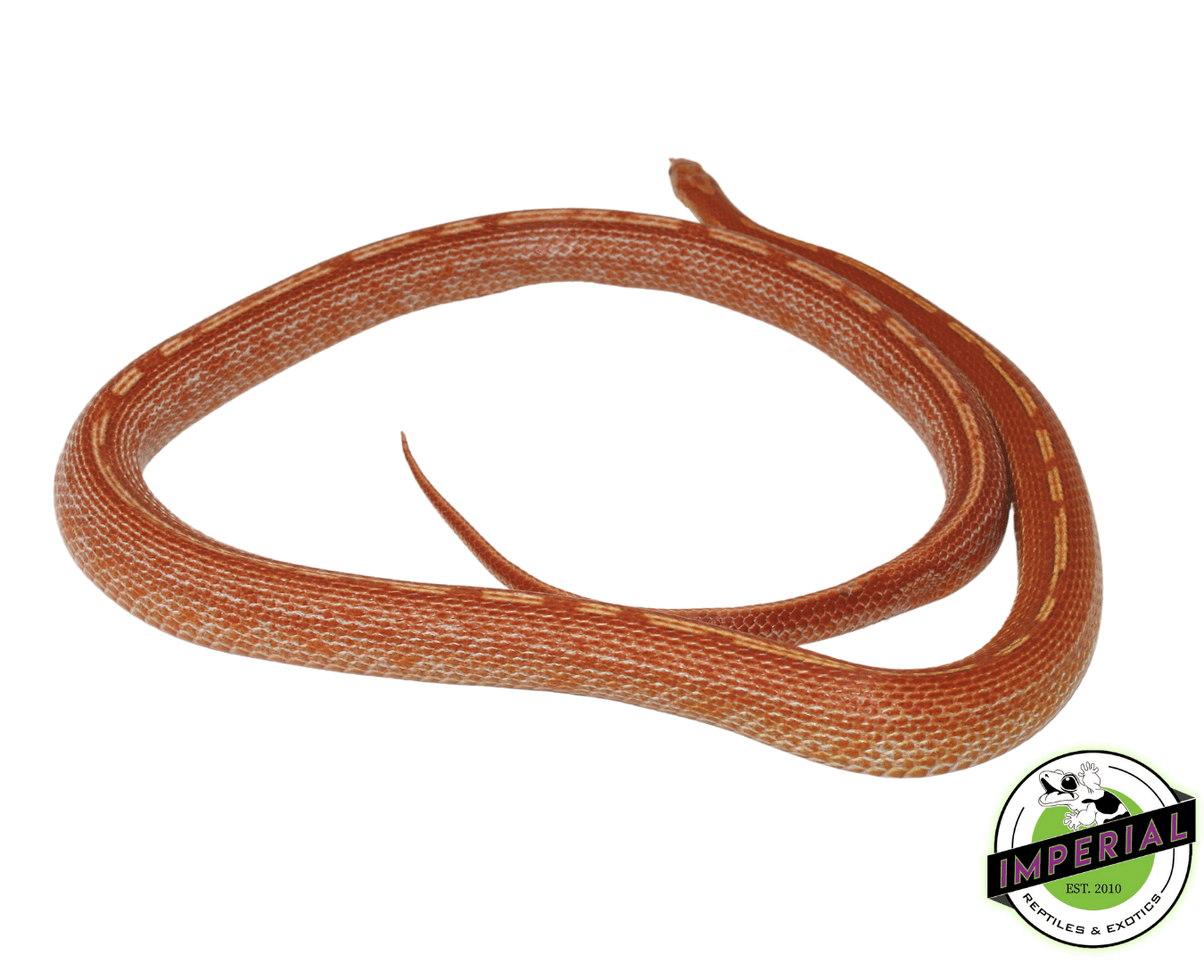 Ultra Tessera Het Albino Adult Corn Snake — image 2