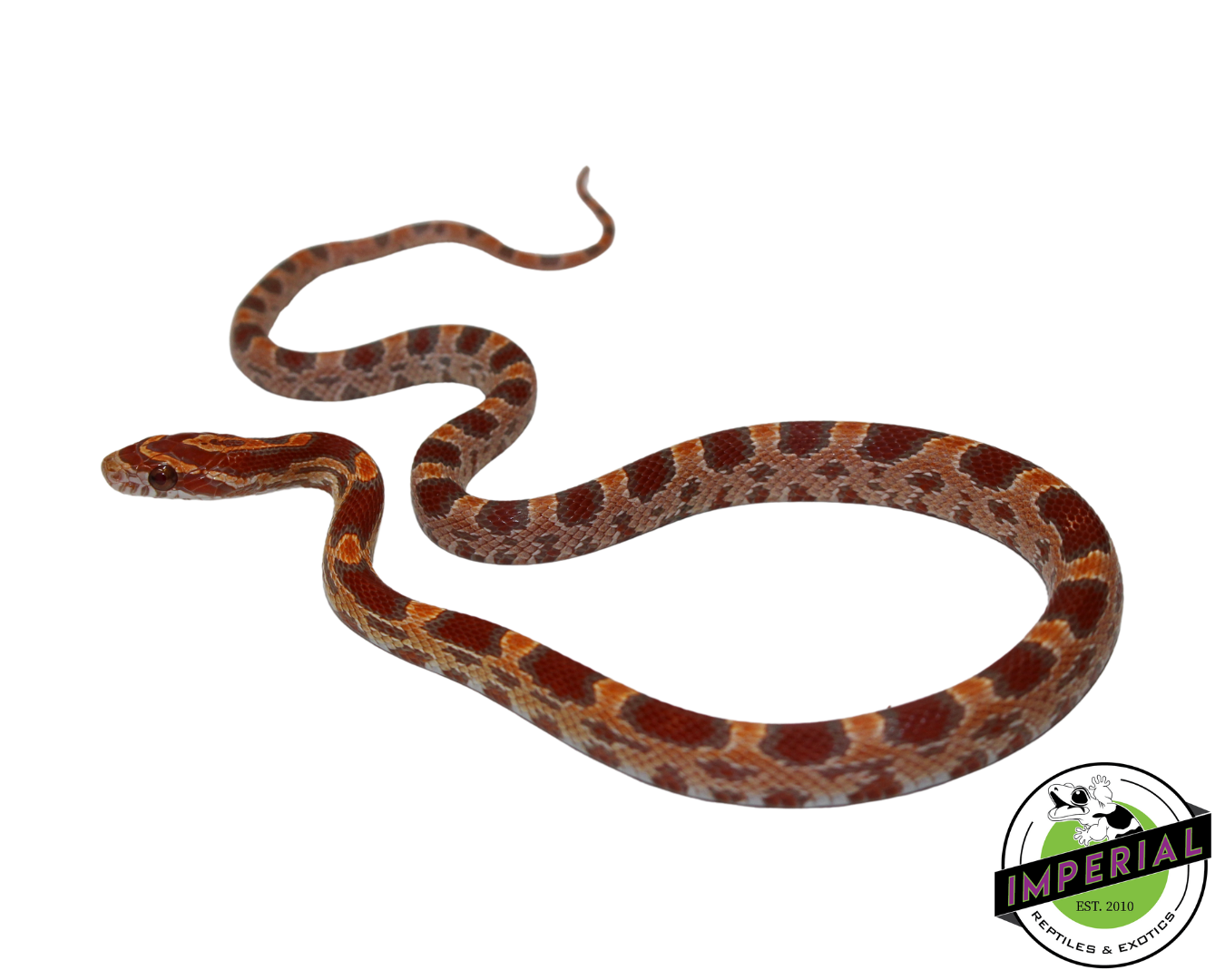 Ultramel Corn Snake Male (#11524-11)