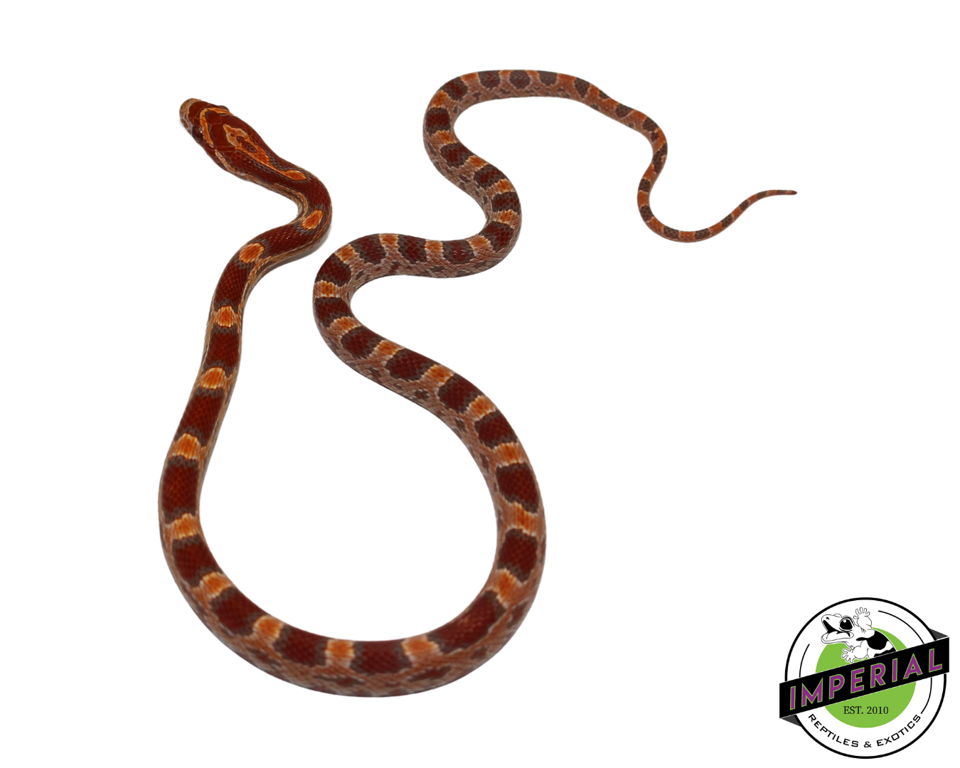 Ultramel Corn Snake Male (#11524-11) — image 2