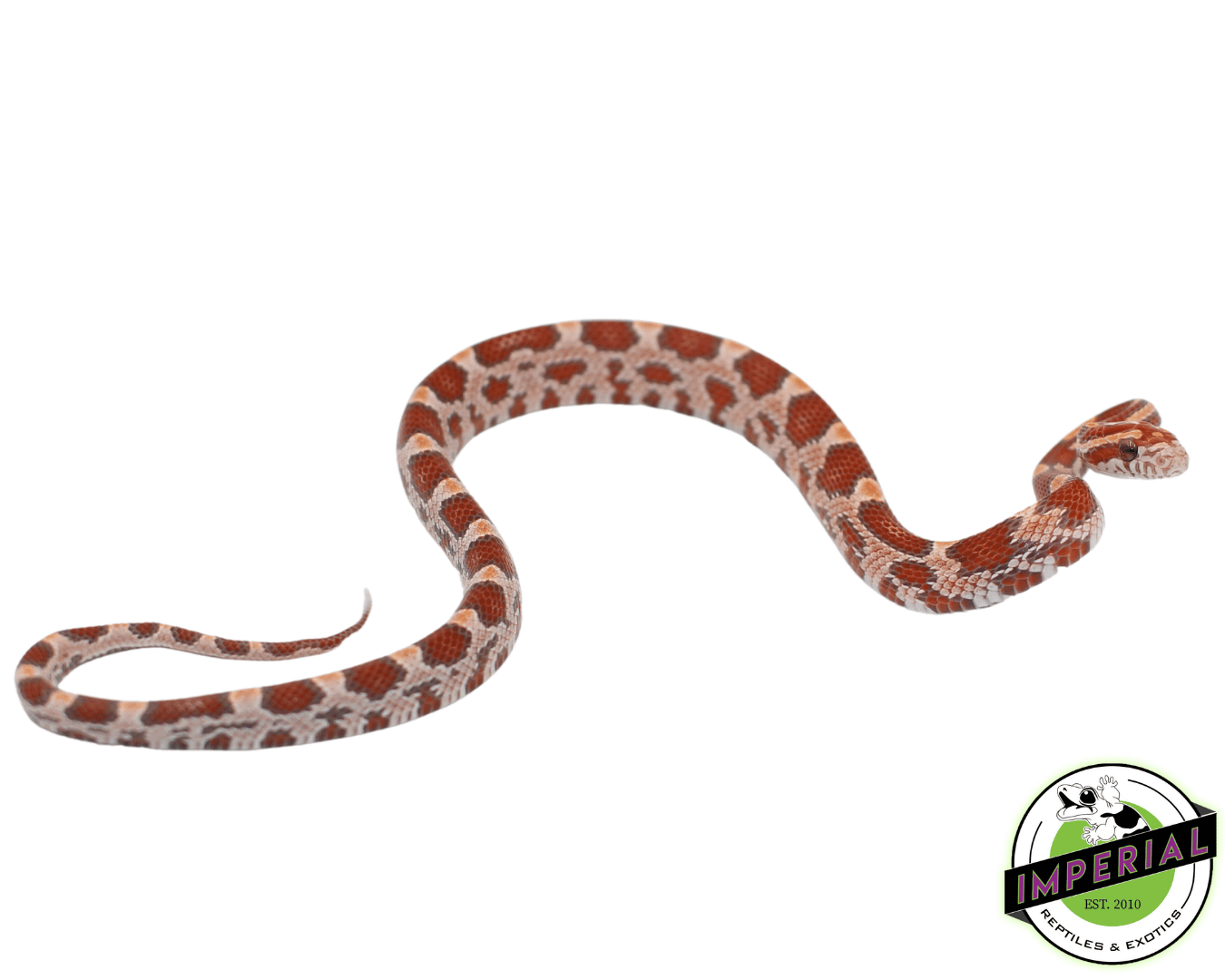 Ultramel Cornsnake Baby — image 2
