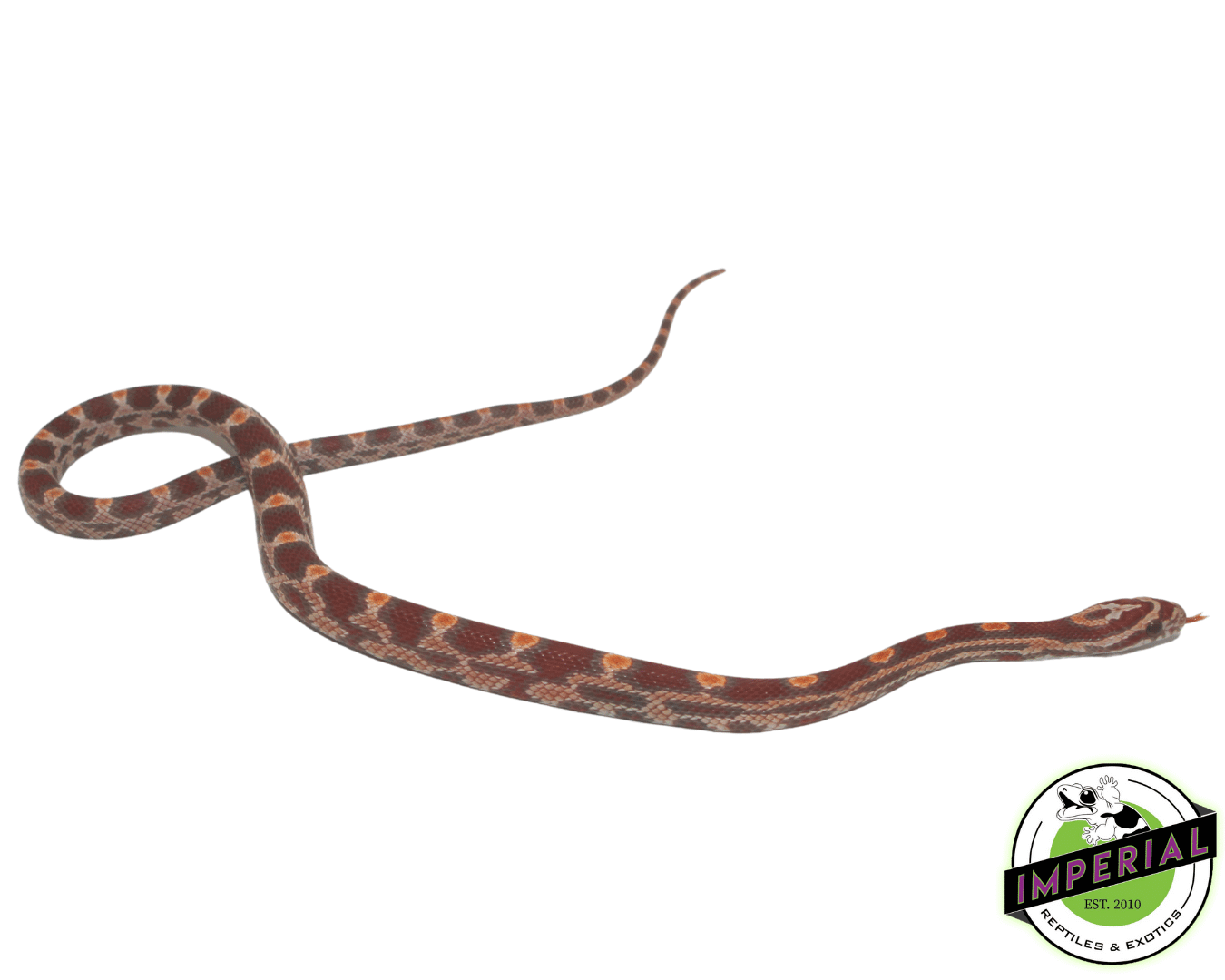 Ultramel Okeetee Corn Snake