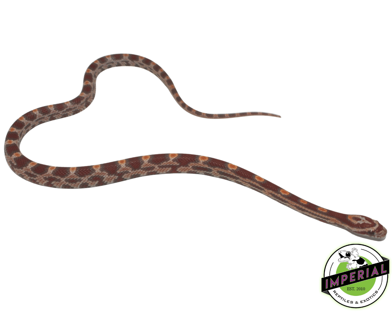 Ultramel Okeetee Corn Snake — image 2