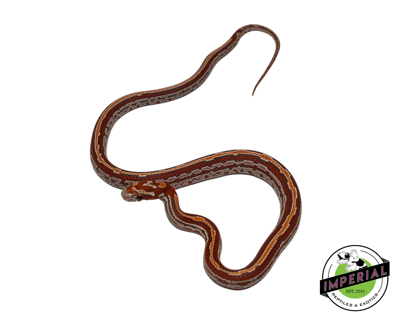 Ultramel Tessera Corn Snake Female (#11524-15)