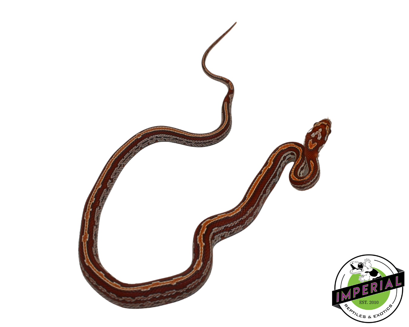 Ultramel Tessera Corn Snake Female (#11524-15) — image 2