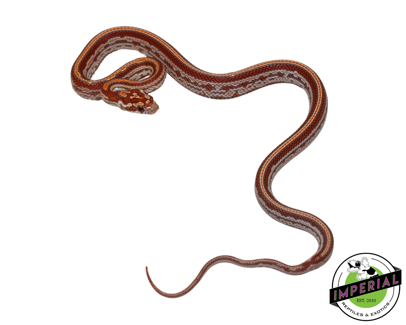 Ultramel Tessera Corn Snake Male (#11524-14)