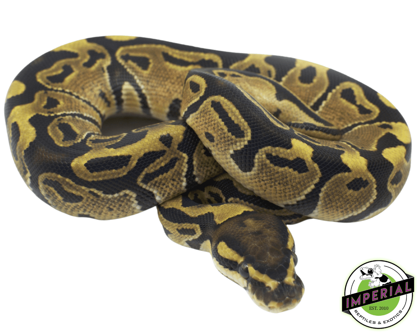 Vanilla Ball Python