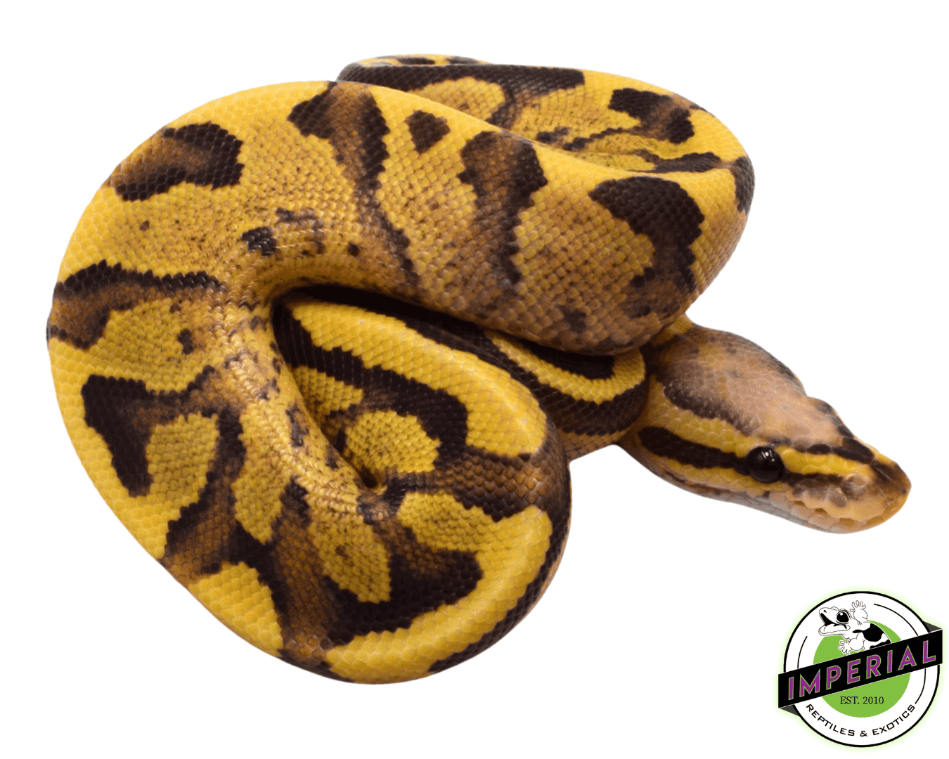 Vanilla Cream Ball Python — image 2