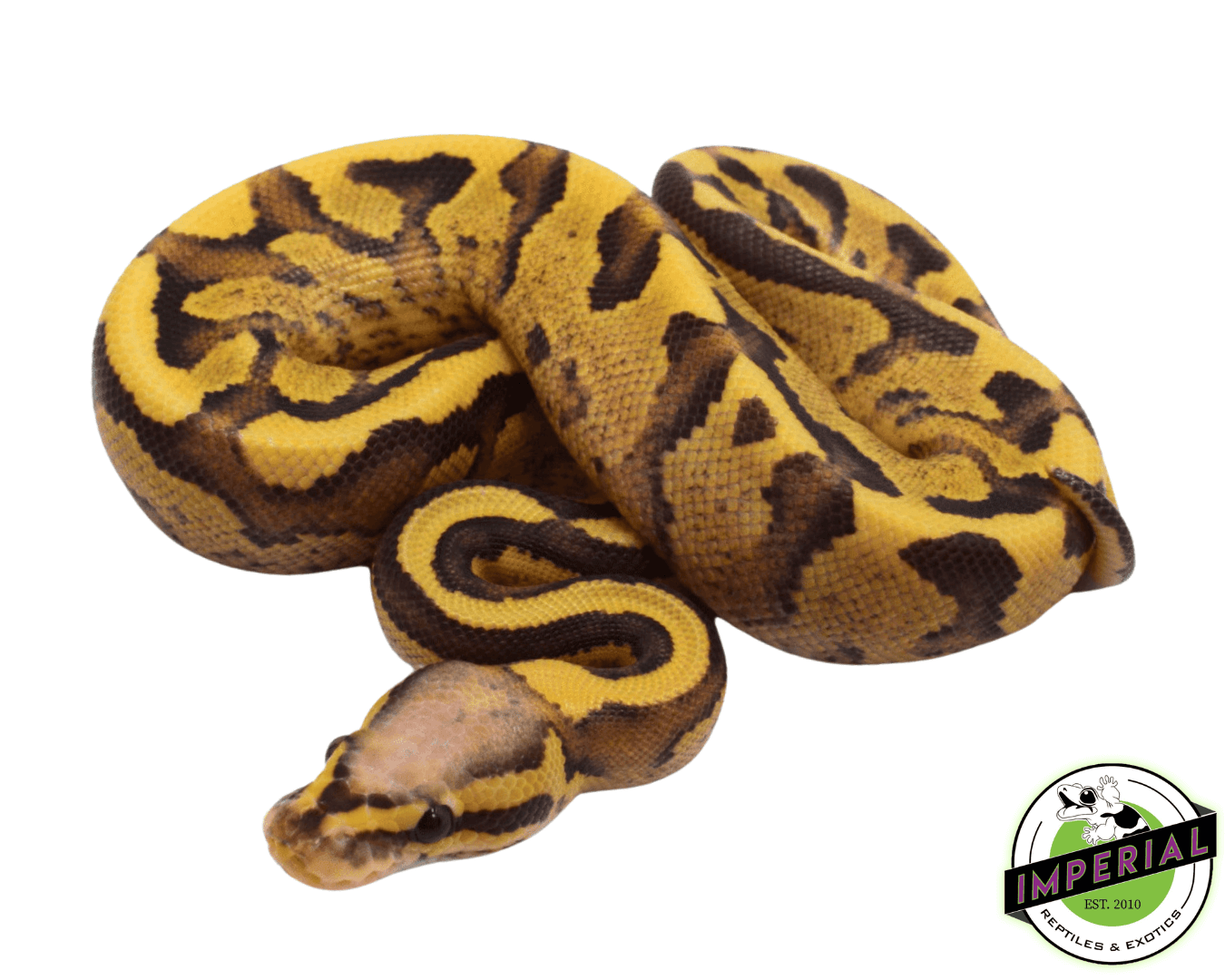 Vanilla Cream Ball Python