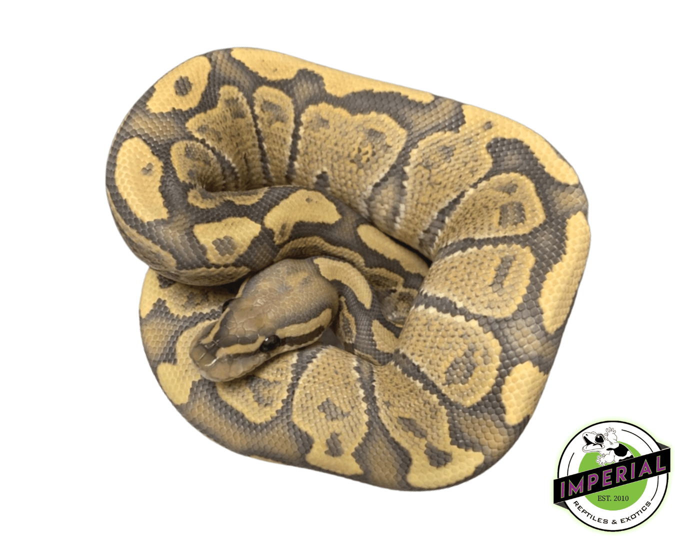 Vanilla Ghost Ball Python — image 2