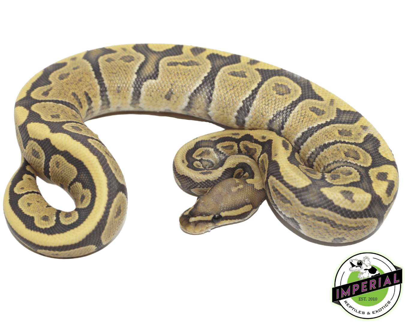 Vanilla Ghost Ball Python