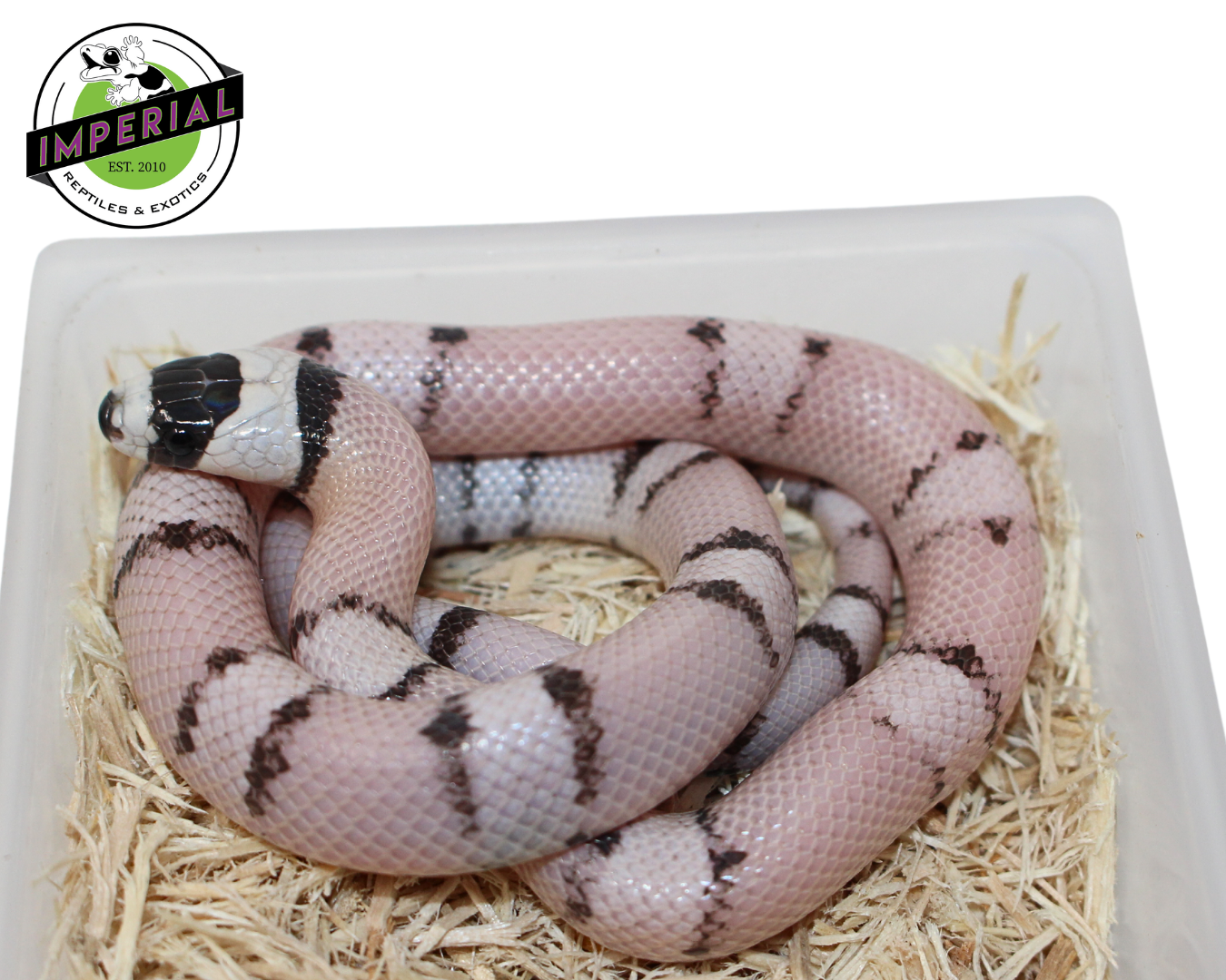 Vanishing Pattern Ghost Honduran Milk Snake Female (#11524-16)