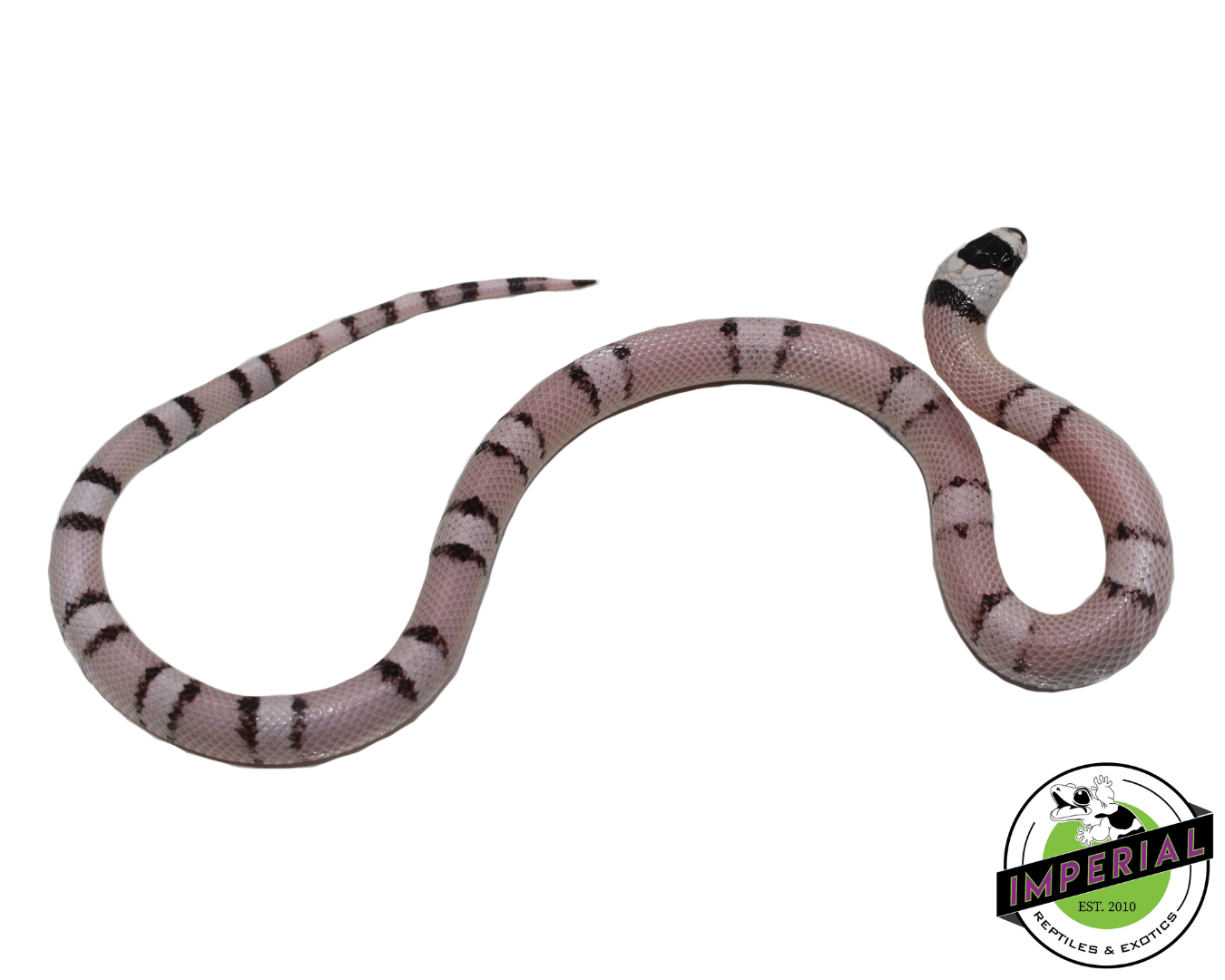 Vanishing Pattern Ghost Honduran Milk Snake Female (#11524-16) — image 2