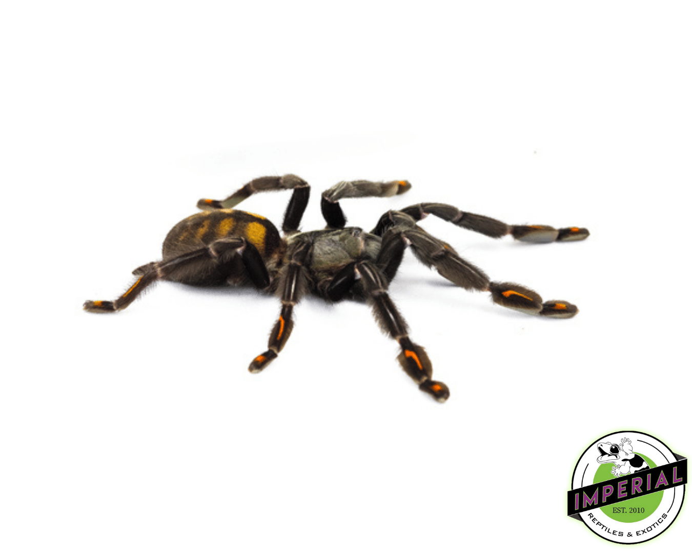 Venezuelan Suntiger Tarantula (Psalmopoeus irminia)