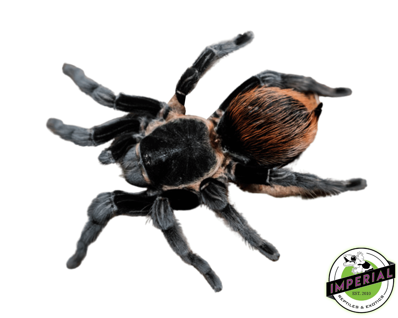 Veracruz Red-rump Tarantula (Tliltocatl [Brachypelma] kahlenbergi)