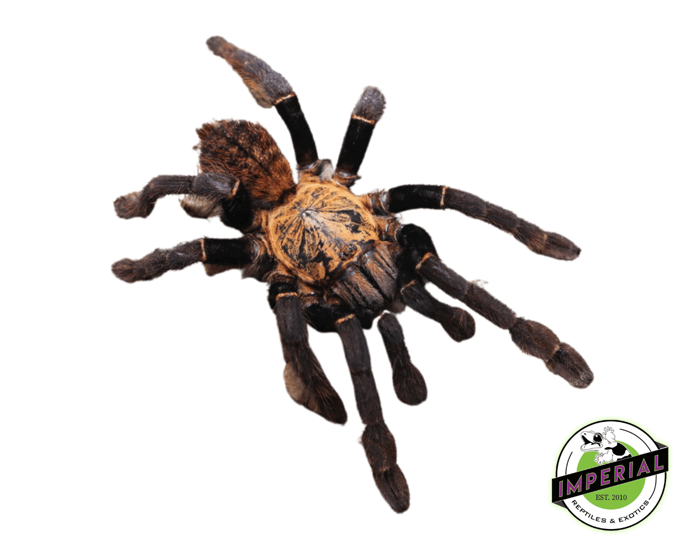 Vietnam Silver Tarantula (Ornithoctonus sp. Orni'Ho Chi Minh')