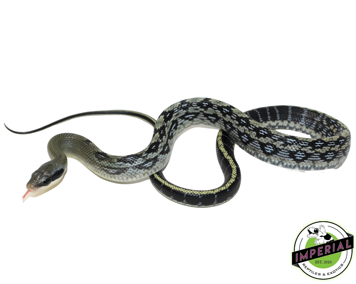 Vietnamese Blue Beauty Snake — image 2