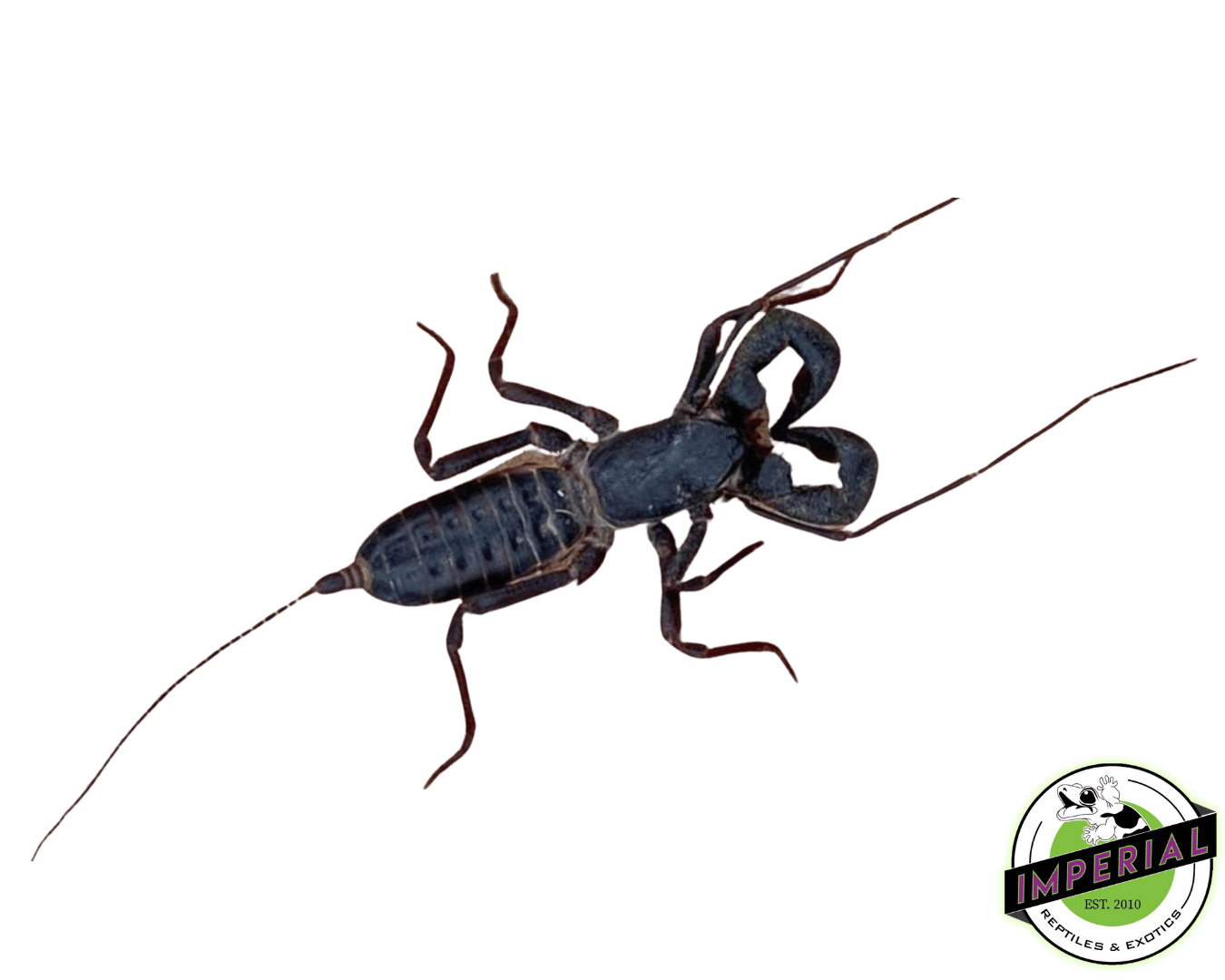 Vinegaroon "Giant Whip Scorpion"