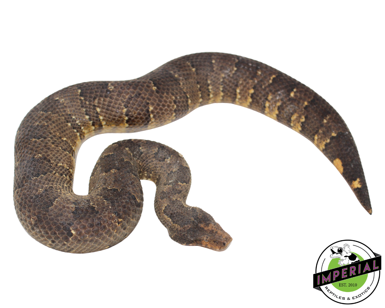 Viper Boa