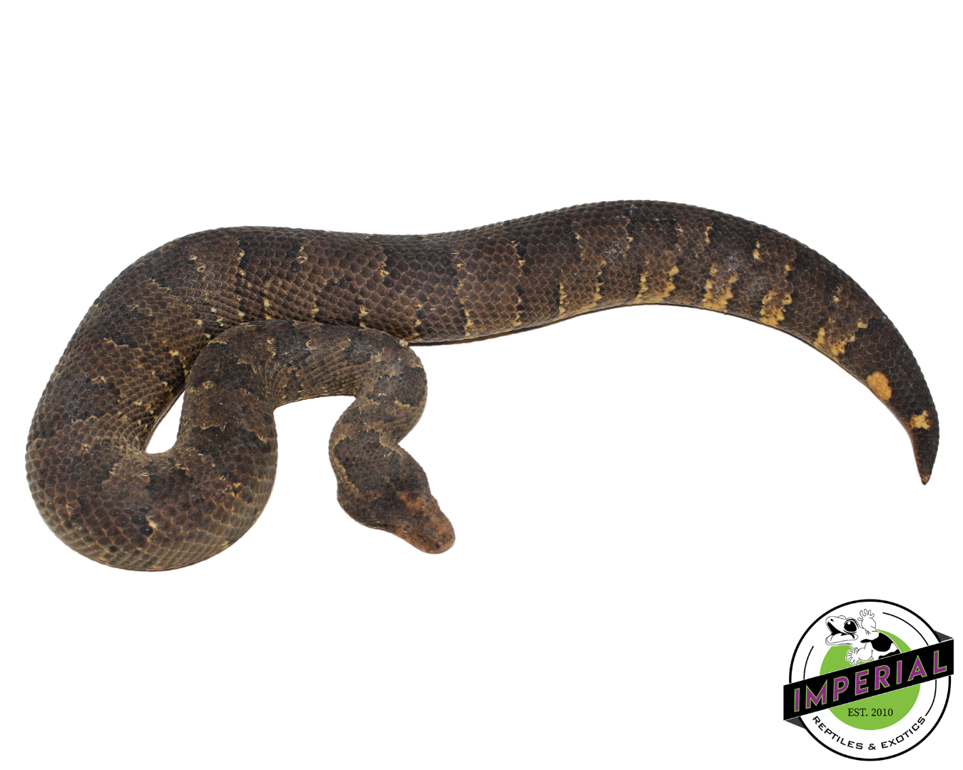 Viper Boa — image 3