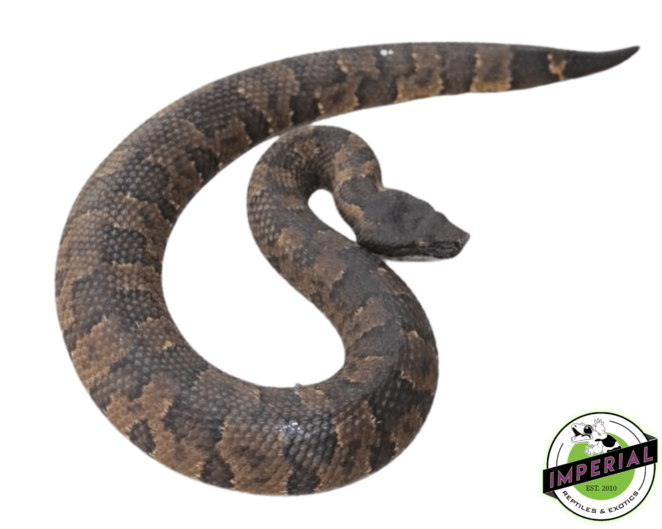 Viper Boa — image 2