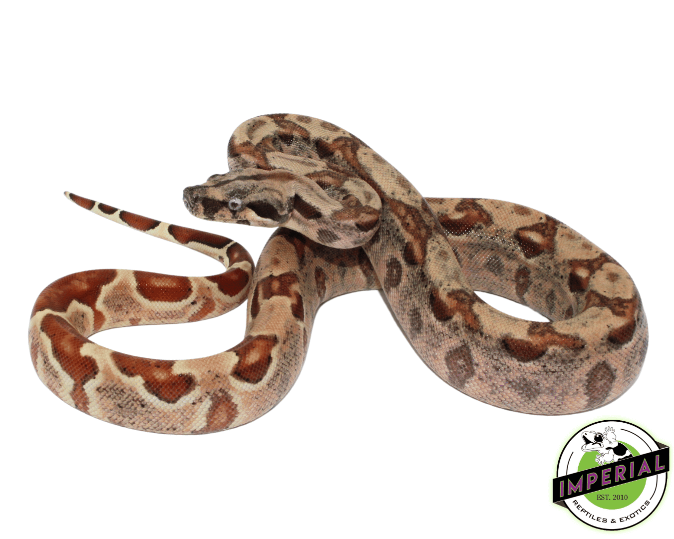 VPI Pink Panther Colombian Boa Baby Male
