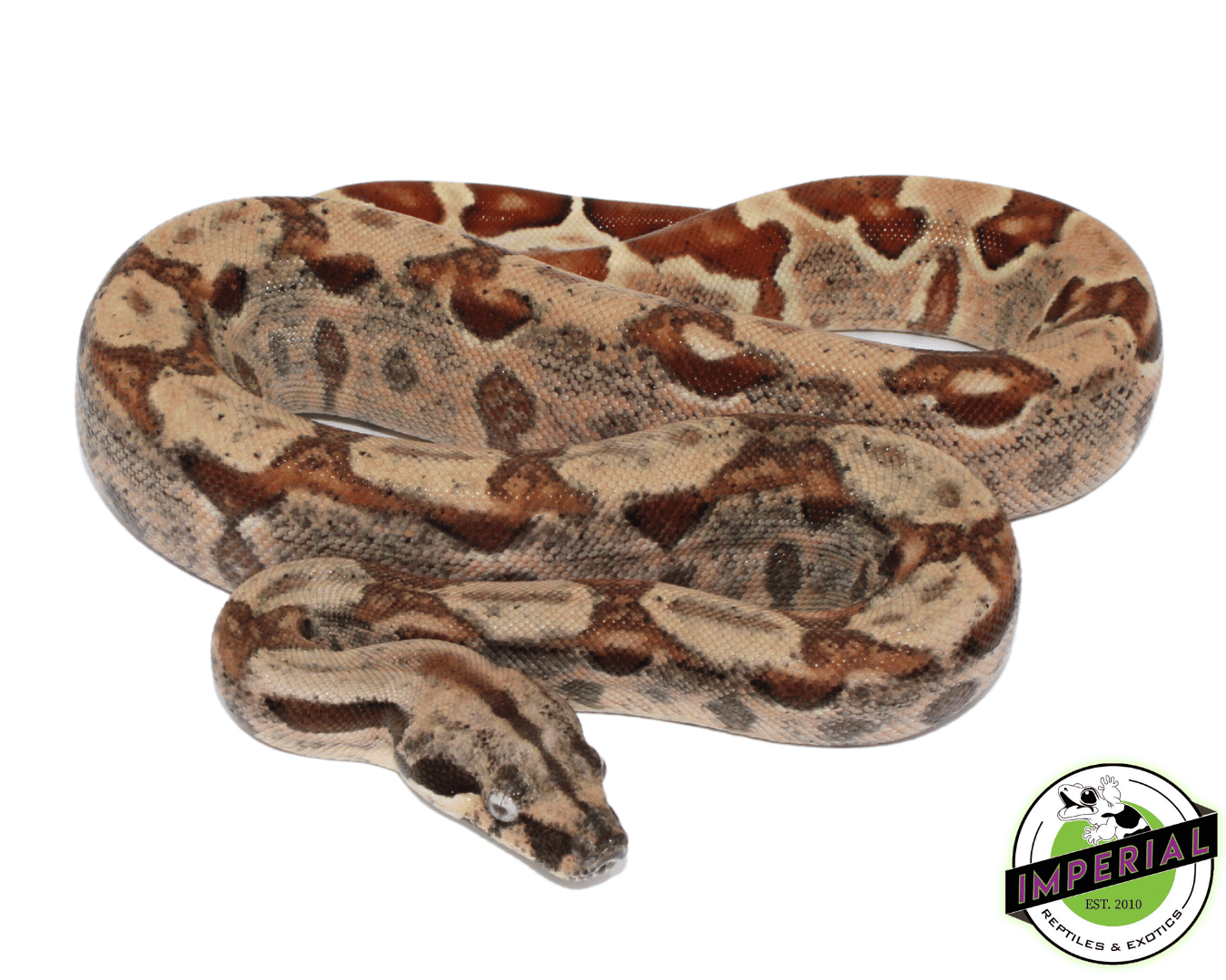 VPI Pink Panther Colombian Boa Baby Male — image 2