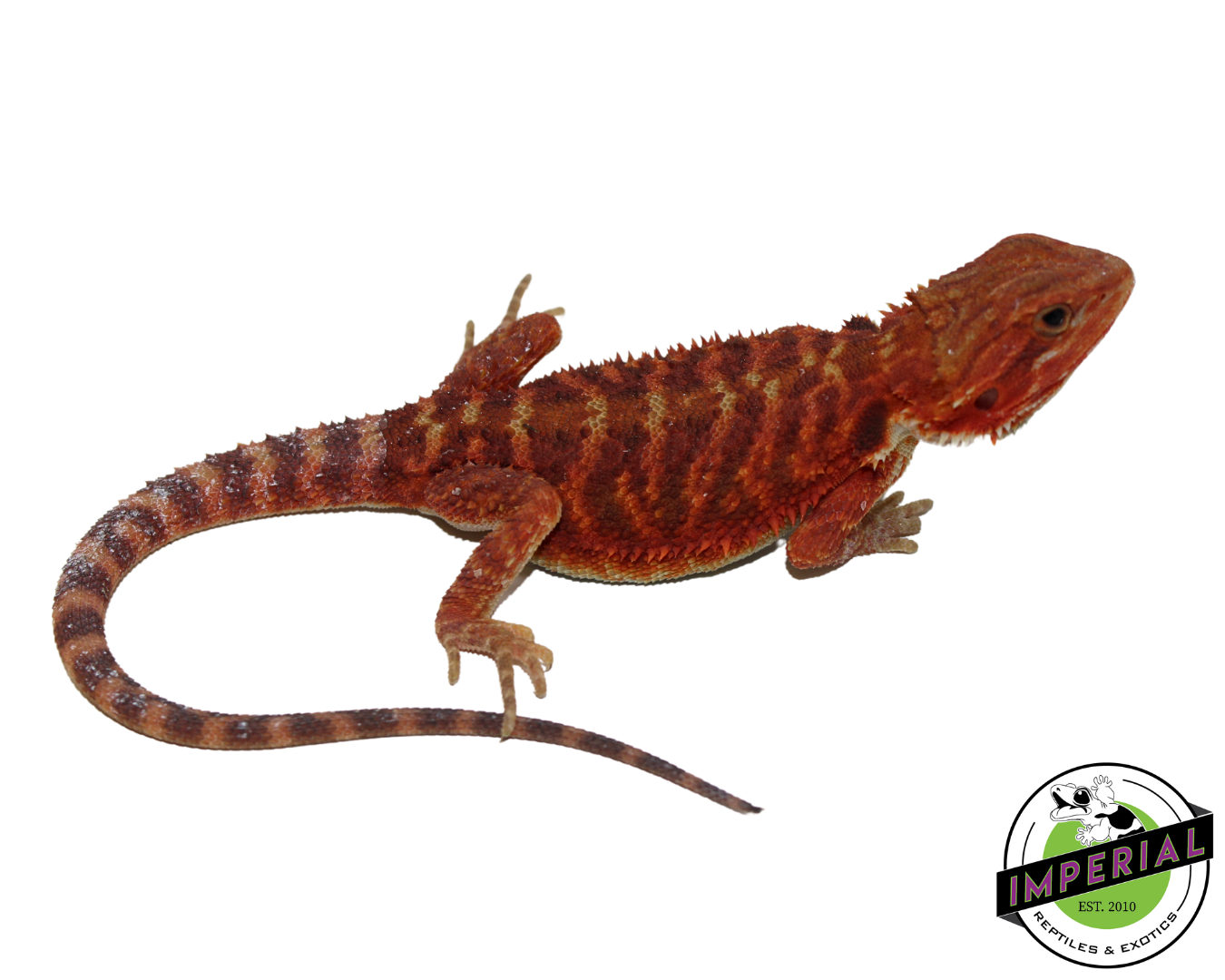 "Weasley" Red Translucent Bearded Dragon Male (#111224-05) — image 2