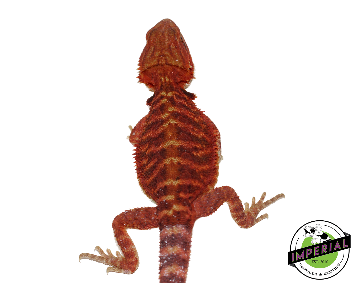 "Weasley" Red Translucent Bearded Dragon Male (#111224-05) — image 3