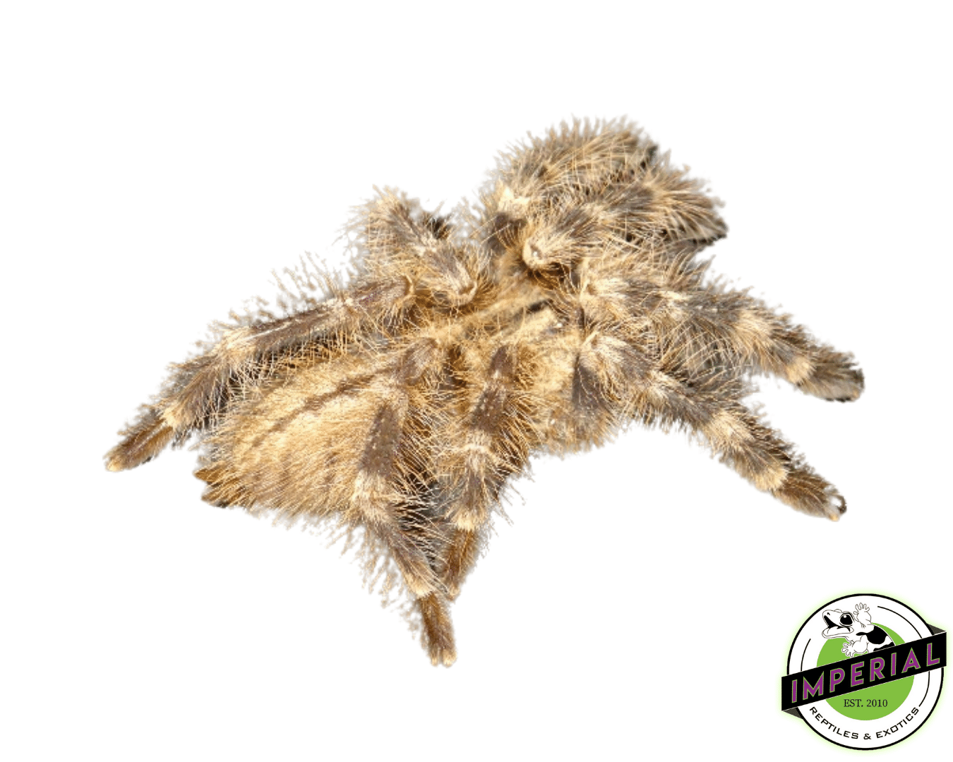 Wessel's Tiger Spider