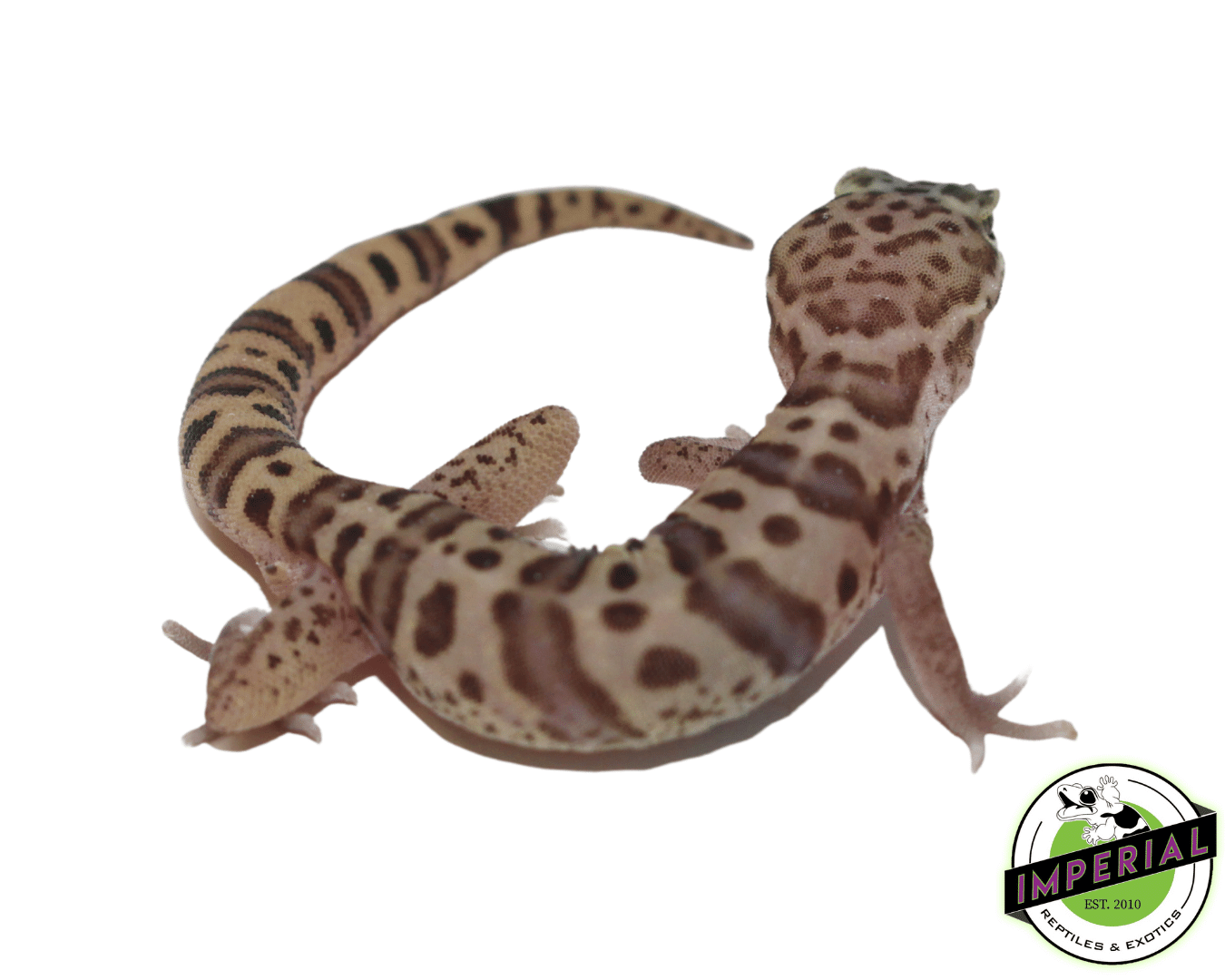 Western Banded Gecko — image 2