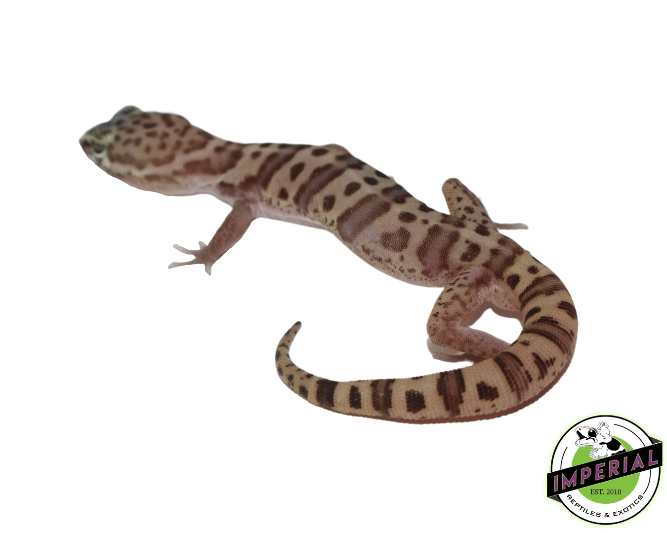 Western Banded Gecko — image 3