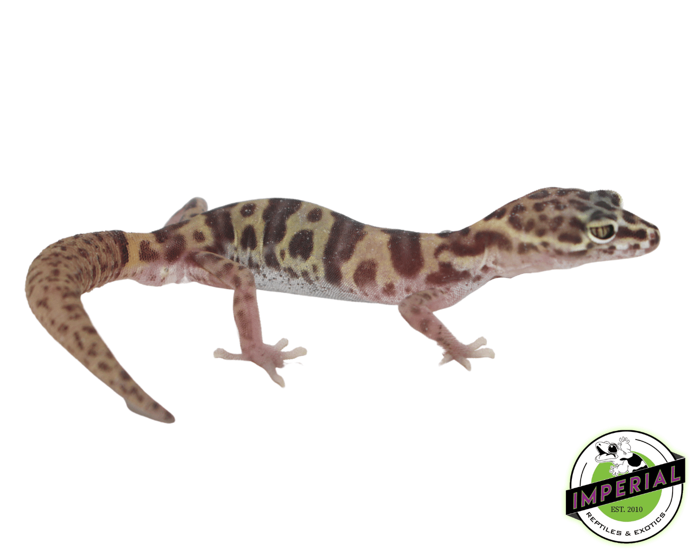 Western Banded Gecko