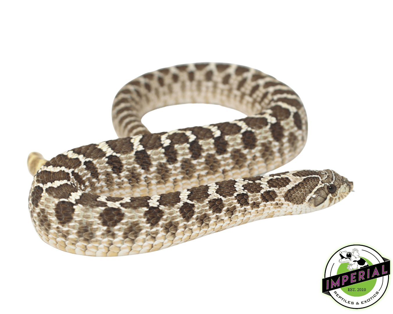 Western Hognose Snake Adult