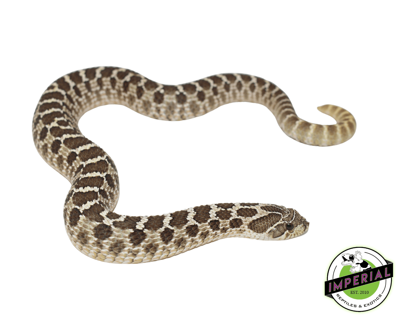 Western Hognose Snake Adult — image 2