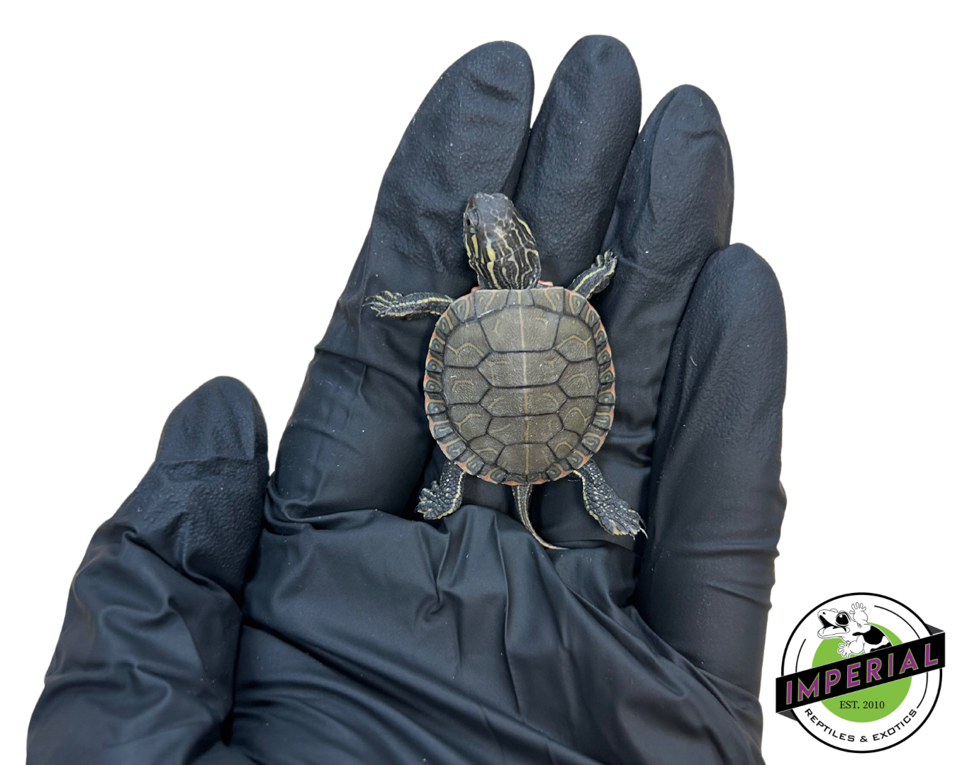 Western Painted Turtle Baby