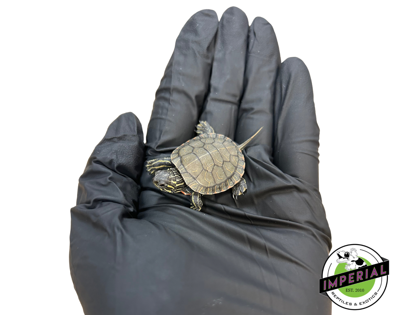 Western Painted Turtle Baby — image 2