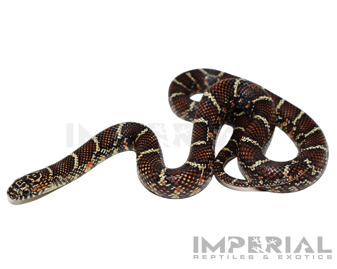 White Cheek Brooks Kingsnake Baby — image 2