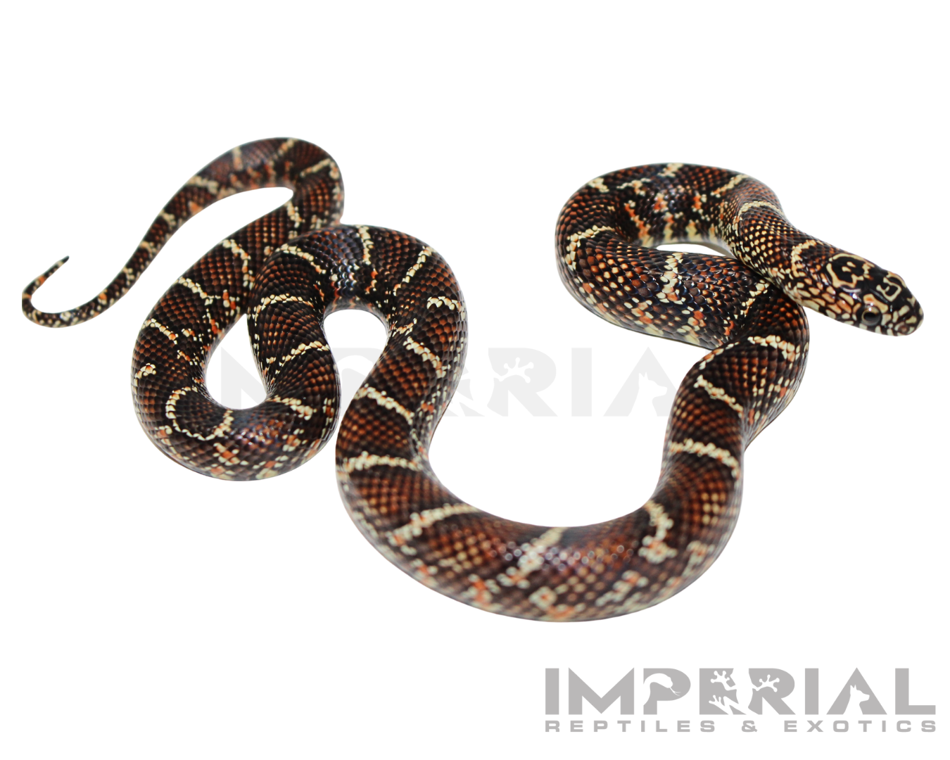 White Cheek Brooks Kingsnake Baby — image 3