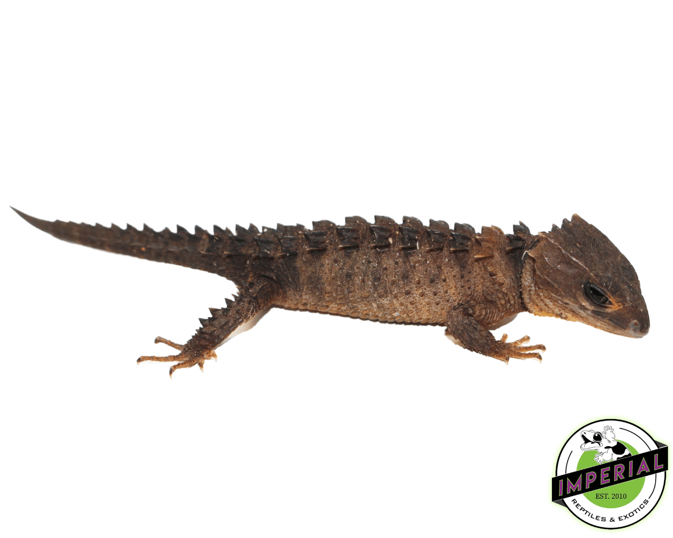 White Eye Crocodile Skink