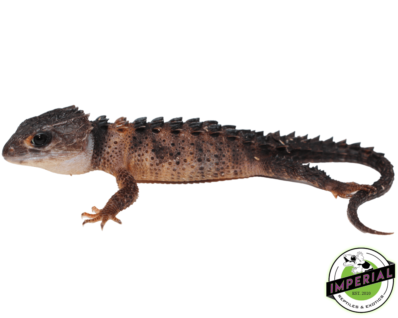 White Eye Crocodile Skink — image 2