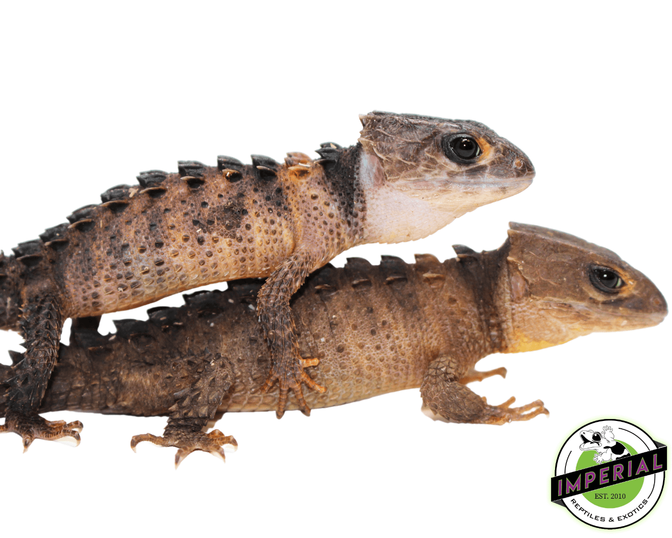 White Eye Crocodile Skink — image 3